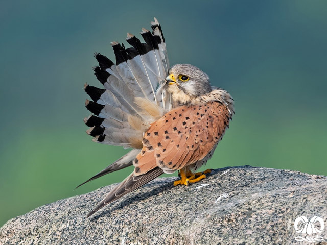 راسته شاهین سانان Falconiformes